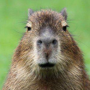 Meet your Posher